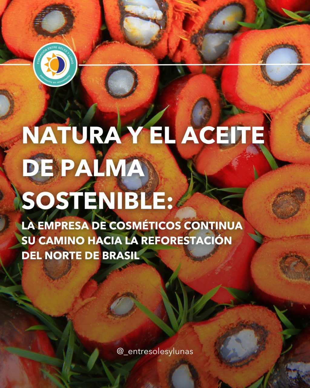 Empresa Natura amplía su proyecto de cultivo de palma sostenible en el Norte de Brasil